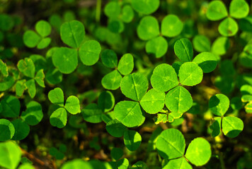 Fototapeta na wymiar a carpet of green clover in the garden