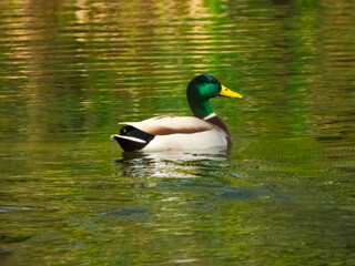 duck on the water
