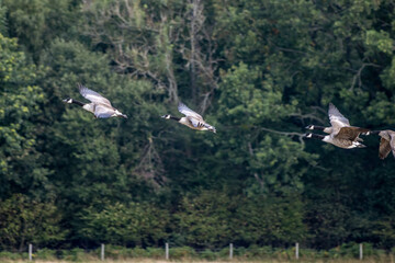 Canada Geese (Branta canadensis) flying over a recently harvested wheat field