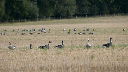 Greylag Geese (Anser anser) resting in a recently harvested wheat field