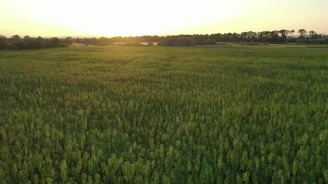 Wide aerial sunset view of a beautiful marijuana CBD hemp field