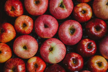 Close up of freshly harvested apples. Top view of organic apples during harvest time.