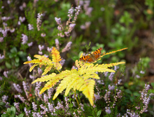 The comma butterfly (Polygonia c-album) on a leaf of the eagle fern (Pteridium aquilinum) in Estonian nature in the end of summer
