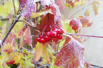 ripe red viburnum berries covered with hoarfrost hang on a branch with yellow autumn leaves. Nature...