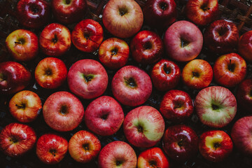 Close up of freshly harvested apples. Top view of organic apples during harvest time.