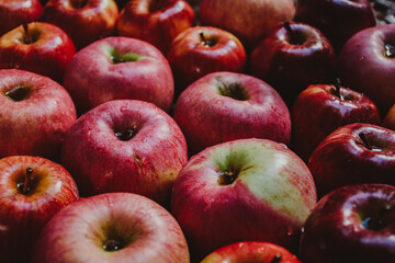 Close up of freshly harvested apples. Top view of organic apples during harvest time.