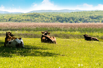 Cows grazing on a summer meadow in sunny day