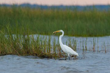 great egret (Ardea alba), also known as the common egret fishing