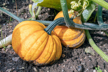 Dutch allotment garden in autumn with ripe pumpkins