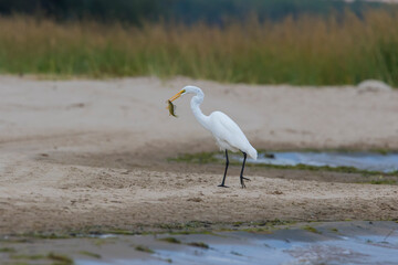 great egret (Ardea alba), also known as the common egret fishing