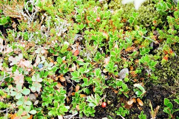 green leaves on the ground