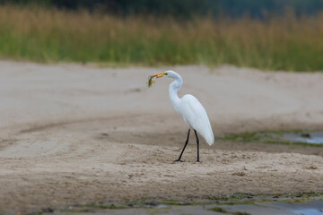 great egret (Ardea alba), also known as the common egret fishing
