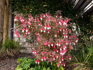A shrub of pink and white Fuchsia (Lady Thumb) in the shade of the metal stairs. Multicolored flowers on the bush.