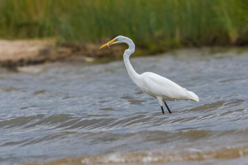 great egret (Ardea alba), also known as the common egret fishing