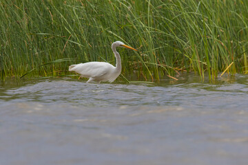 Obraz premium great egret (Ardea alba), also known as the common egret fishing