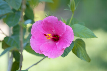 Beautiful pink hibiscus flower with green leaf in the garden. Place for text.