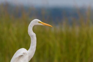 great egret (Ardea alba), also known as the common egret fishing
