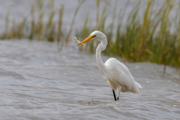 great egret (Ardea alba), also known as the common egret fishing