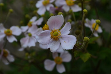 Chinese anemone or Japanese anemone, thimbleweed, or windflower. Natural light