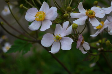 Chinese anemone or Japanese anemone, thimbleweed, or windflower. Natural light