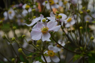Chinese anemone or Japanese anemone, thimbleweed, or windflower. Natural light