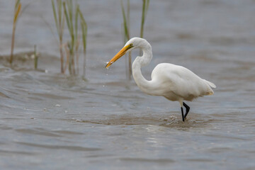 great egret (Ardea alba), also known as the common egret fishing