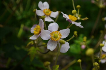 Chinese anemone or Japanese anemone, thimbleweed, or windflower. Natural light