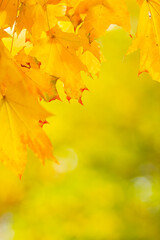 Autumn background with maple leaves. Autumn orange leaves over blurred background. Copy space