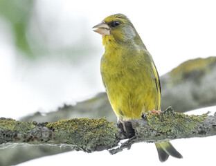 Grünfink  auf dem Ast