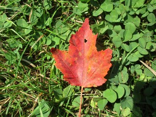 red maple leaf on the ground