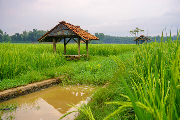 Fototapeta na wymiar Little hut in the rice fields 