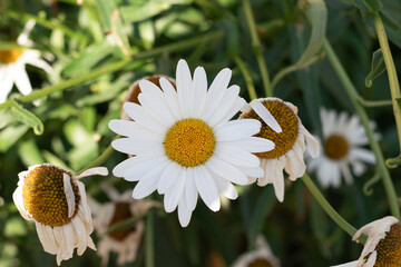 Flor de margarita abierta sobre otras flores de margarita marchitas y fondo verde