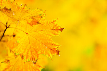 Autumn background with maple leaves. Autumn orange leaves over blurred background. Copy space