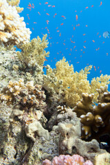 Colorful coral reef at the bottom of tropical sea, broccoli corals, underwater landscape