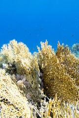Fototapeta na wymiar Colorful coral reef at the bottom of tropical sea, yellow fire coral, underwater landscape