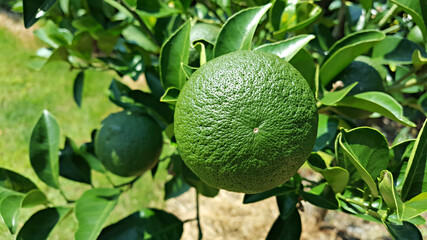 한국 제주도의 대표적인 과일 귤이 익지 전 모습 청귤