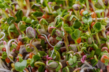 The microgreen in plastic trays for planting young plants. Microgreen are young vegetable green or...