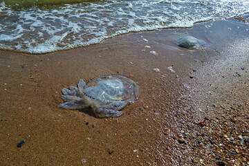there are several discarded jellyfish on the sandy shore © Алексей Михно