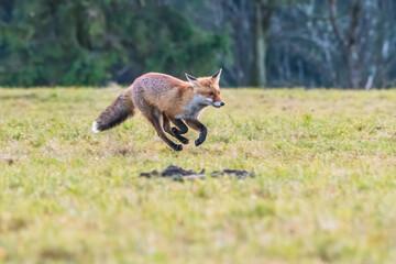 Cute Red Fox, Vulpes vulpes in fall forest. Beautiful animal in the nature habitat. Wildlife scene from the wild nature. Red fox running in orange autumn leaves