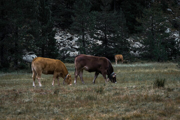 Image of two wild cows, eating grass, in the mountains of the Catalan Pyrenees