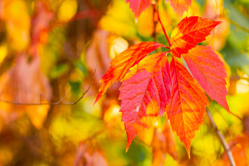 Red autumn leaves. Autumn nature background with bokeh. Copy space