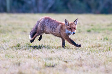 Cute Red Fox, Vulpes vulpes in fall forest. Beautiful animal in the nature habitat. Wildlife scene from the wild nature. Red fox running in orange autumn leaves