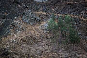 Trees in a mountain. 