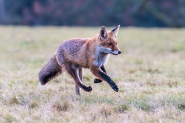 Cute Red Fox, Vulpes vulpes in fall forest. Beautiful animal in the nature habitat. Wildlife scene from the wild nature. Red fox running in orange autumn leaves