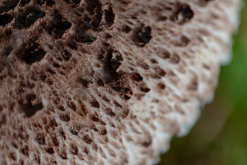 close up of Macrolepiota procera mushroom from above / edible mushrooms