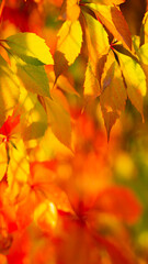 Naklejka na ściany i meble Red autumn leaves. Autumn nature background with bokeh. Copy space