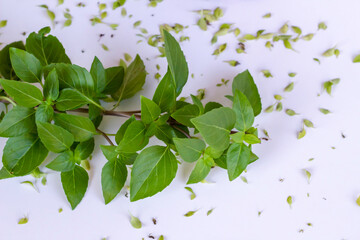 Green,fresh basil in the on the white background with copy space