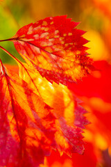 Red autumn leaves. Autumn nature background with bokeh. Copy space