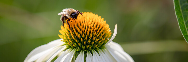 Horizontal banner of  a Macro of a Busy bumble bee extracting pollen from a white swan coneflower, echinacea, on a warm summer day against a green background.