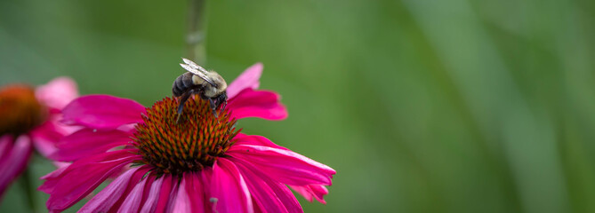 Horizontal banner of a bumble bee extracting pollen  from a Raspberry Kismet echinacea, coneflower, lightly scented, isolated in a Midwest garden.